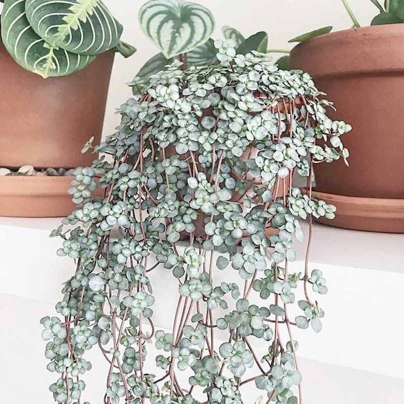 灰色冷水花BB草ins风网红室内书房耐热观叶垂吊植物吊篮绿植