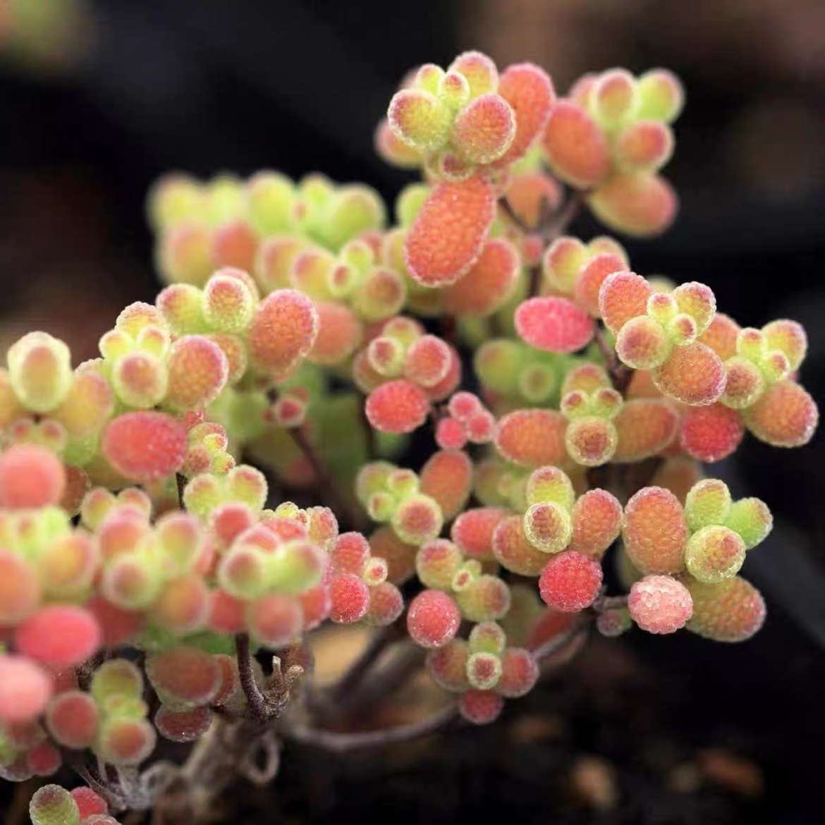 糖球冰晶枝干番杏多肉植物室内稀有花卉小盆栽群生老桩四季好养活