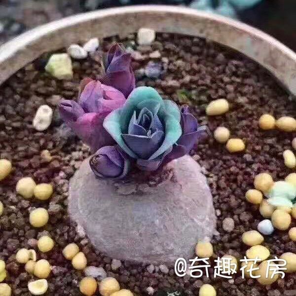 绿植断崖王子红花火星人多肉植物