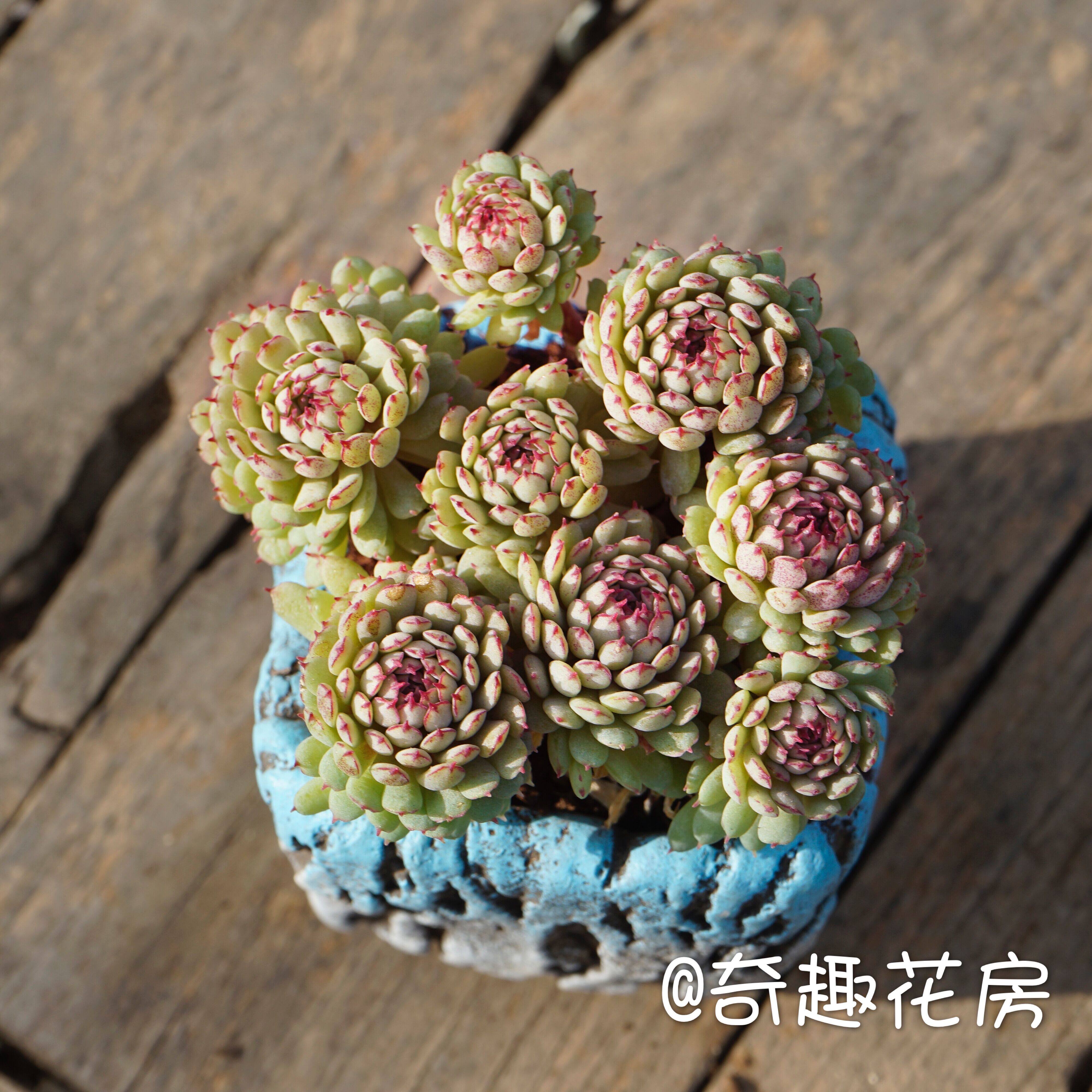 船长老红多肉植物群生超萌肉肉小盆栽绿植新手好养香草小红衣贝瑞