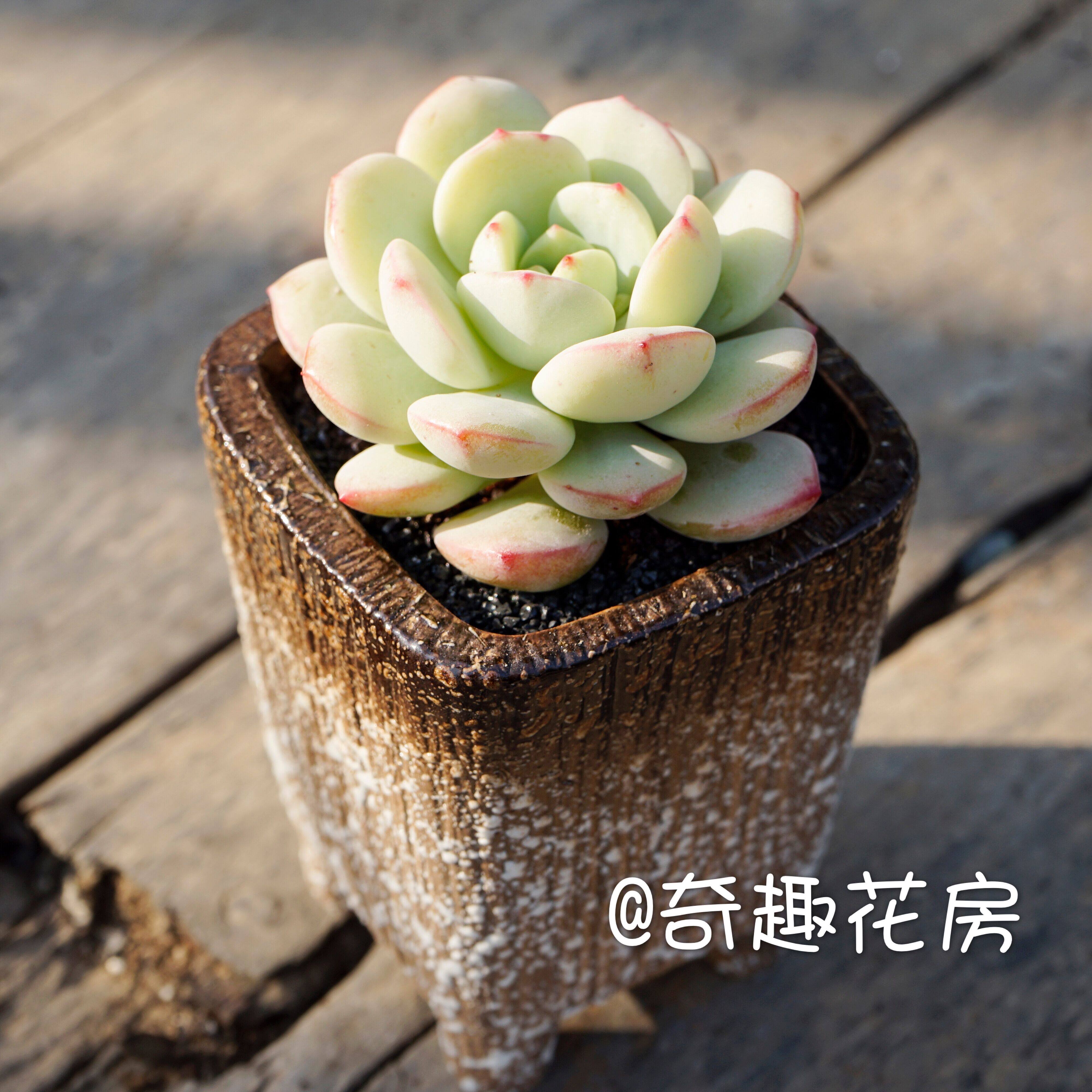 香草比斯有香味多肉植物稀有品种贵货超萌肉肉办公室桌面四季盆栽