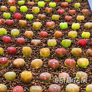 编号生石花组合屁股花【 岛田菊文章】 碧光环毛汉尼肉锥灯泡安贞