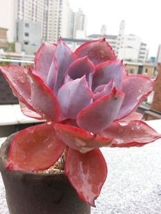 多肉植物蓝光广寒宫晚霞赫拉三仙冰梅白月影贝瑞 央金唐印朱砂痣