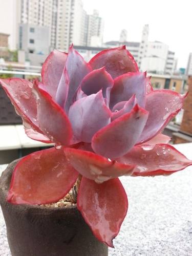 多肉植物蓝光广寒宫晚霞赫拉三仙冰梅白月影贝瑞 央金唐印朱砂痣 - 封面