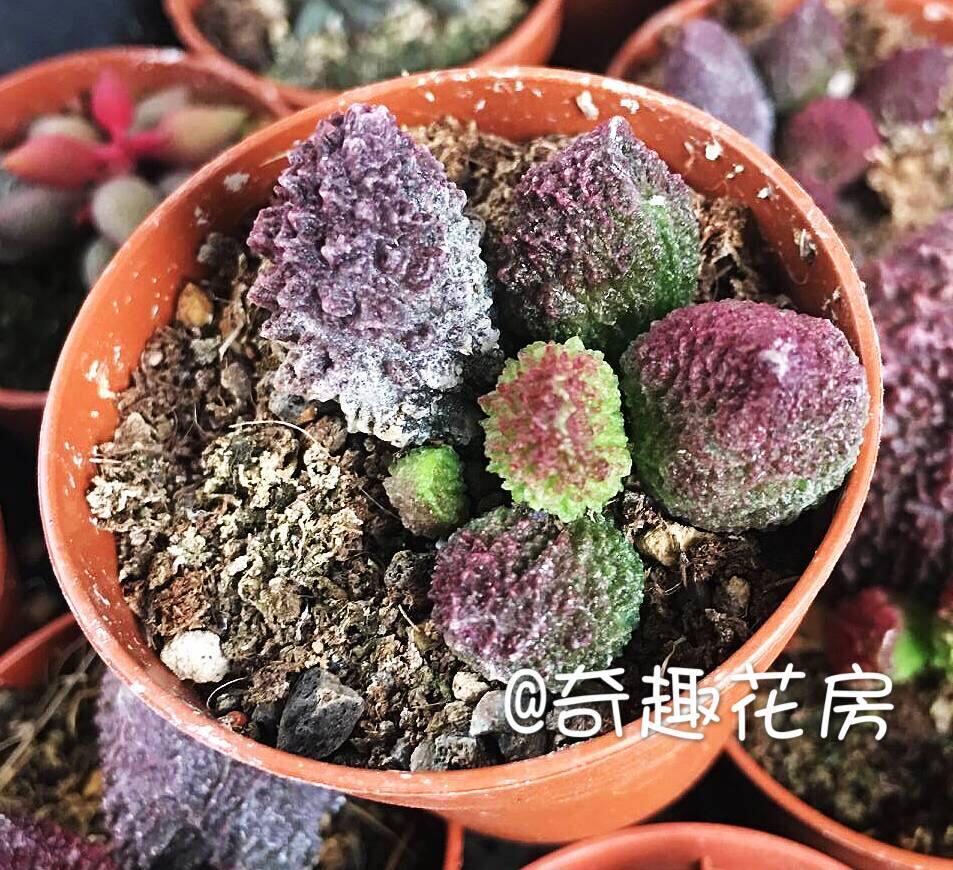 【特价海豹水泡】大尤朱紫玉 苦瓜 雪树 翠绿石 块根水泡一物一拍