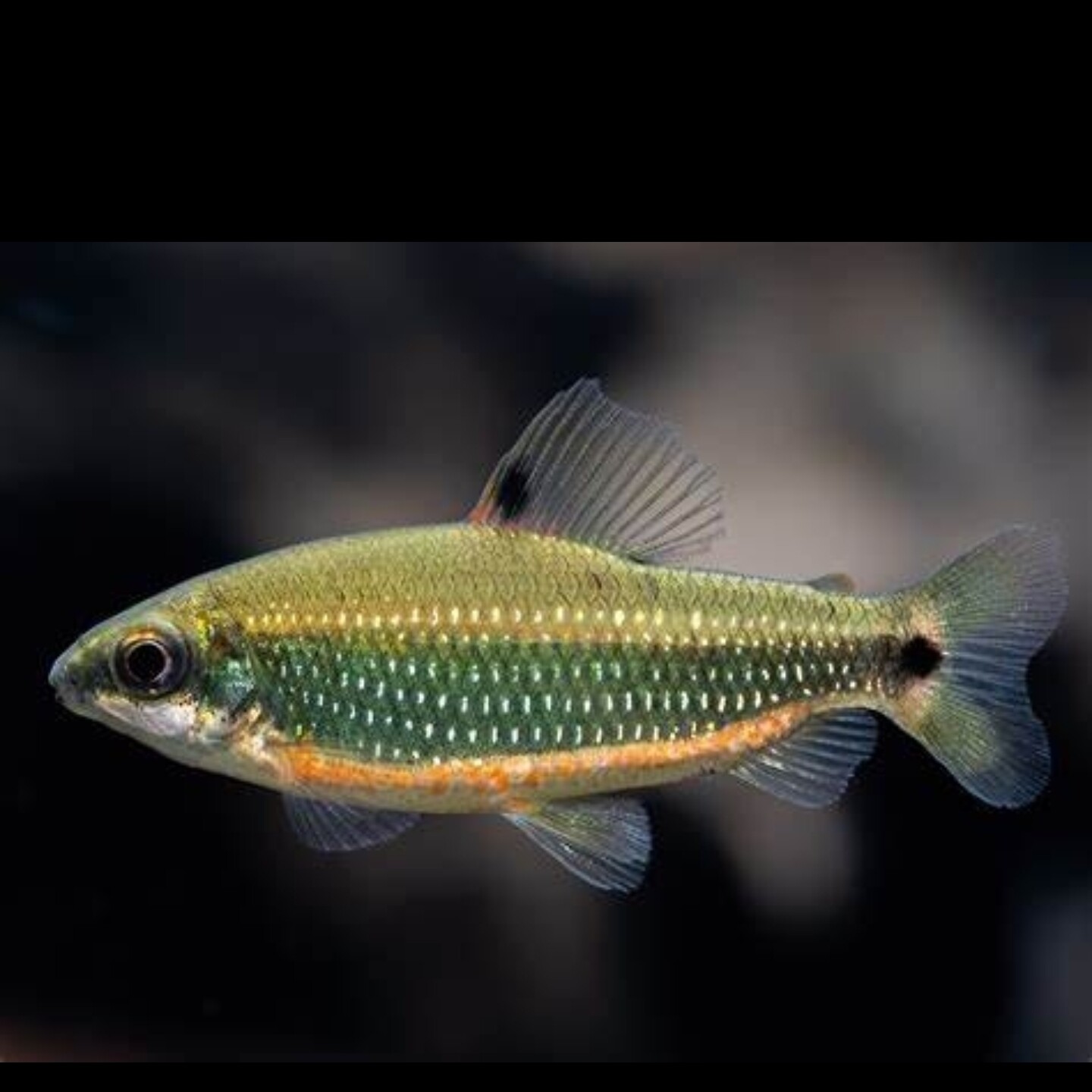 除藻神器金点绿带皇冠灯鱼草缸群游鱼南美除丝藻黑毛绿藻工具包邮