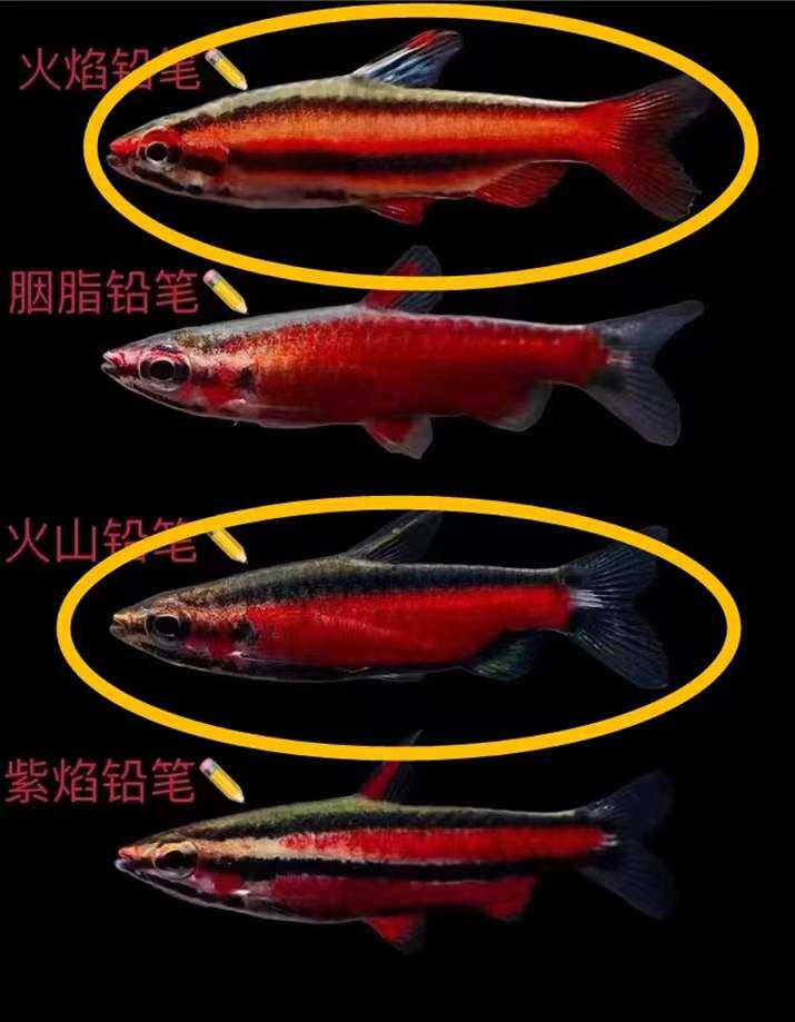 火焰铅笔紫艳铅笔红背铅笔南美灯鱼活体观赏鱼小型鱼草缸群游包邮