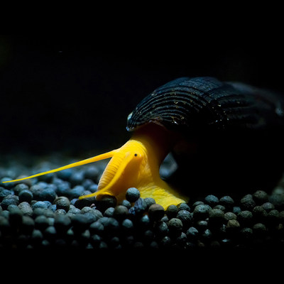 印尼苏拉威西螺苏螺橙兔螺除藻