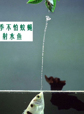黄金射水鱼射飞虫观赏鱼包邮