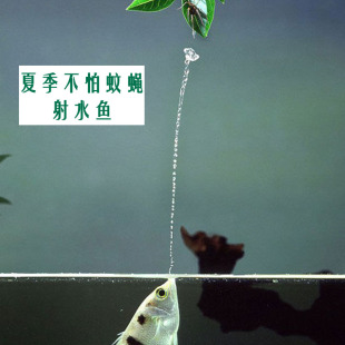 黄金射水鱼高射炮鱼射飞虫网红鱼稀有淡水热带观赏鱼活体包邮
