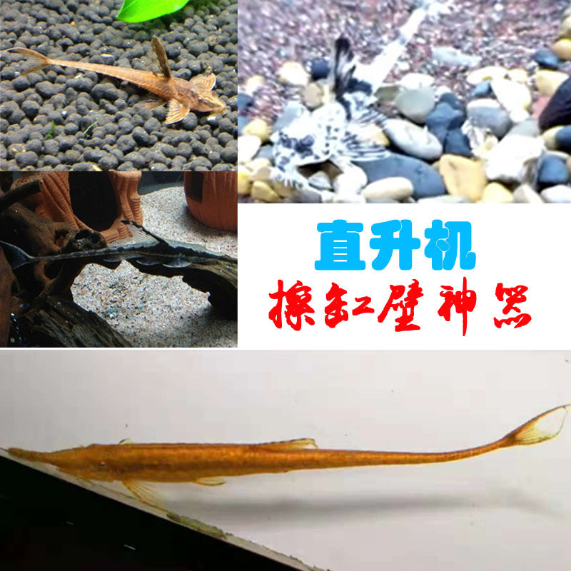 皇冠直升机鱼枝状黑魔神巴洛克红蜻蜓工具鱼除藻擦缸壁清道夫活体