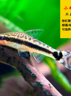 小精灵老虎小精灵鱼巨人一线小猴飞狐热带观赏鱼除绿藻工具鱼宠物