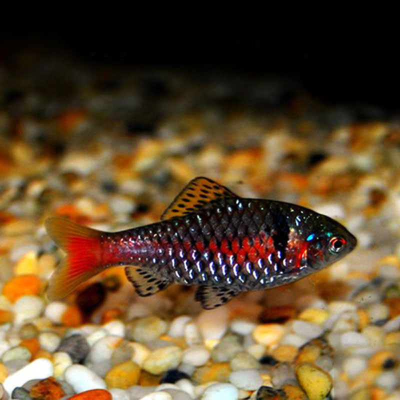 10条钻石彩虹鲫紫光精灵安哥拉鲫红系瑰丽金丝活体群游观赏鱼冷水