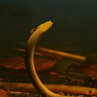 草绳恐龙鱼活体 非洲古老活化石热带观赏鱼 易养耐活渔场直发包邮