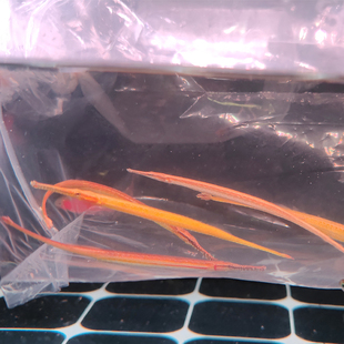 淡水海龙鱼 短吻红腹海龙 长吻娜迦海龙鱼 热带鱼可混养