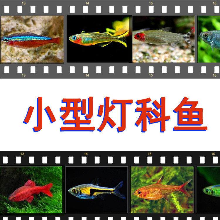 小型灯科鱼直播热带观赏活体红绿灯鱼斑马淡水新手包邮草缸群游