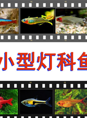 小型灯科鱼直播热带观赏活体淡水
