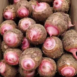 广西红芽芋荔浦小芋头新鲜小芋仔毛芋小香芋粉糯香甜芋艿农家自种