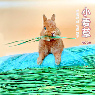 化毛营养干草500g 兔子龙猫荷兰猪牧草 25年新草 烘干小麦草