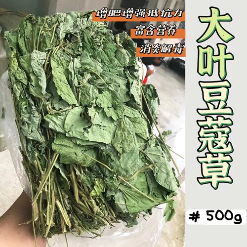 25年烘干大叶豆蔻草小宠保健草