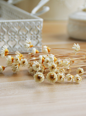 zakka快乐花拍照背景小雏菊