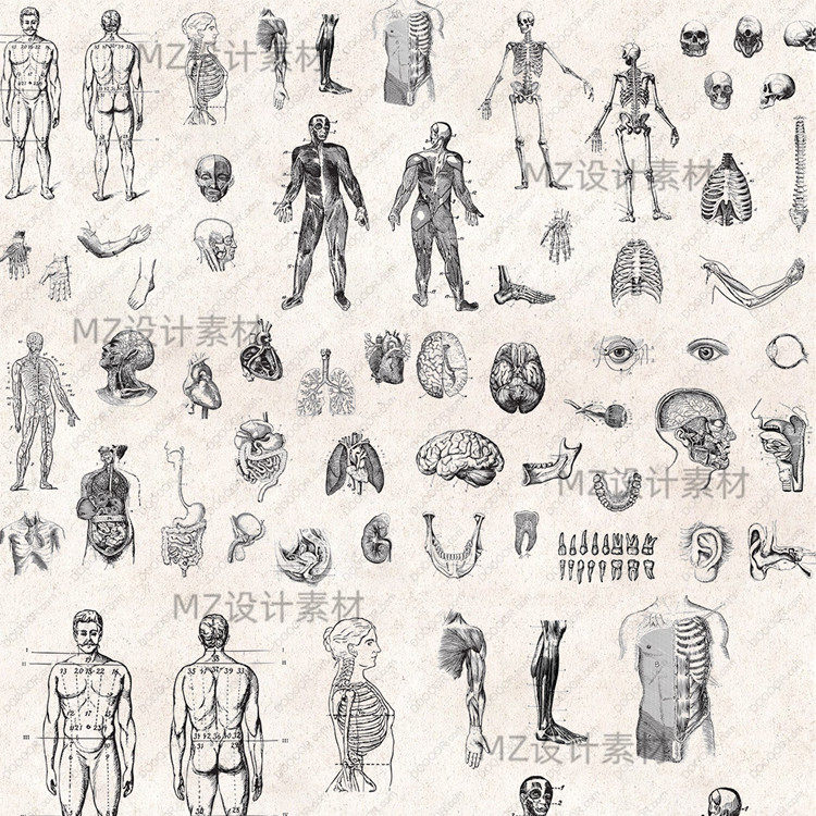 手绘人体器官牙齿肌肉骨骼骷髅解剖医学png插画ai矢量图psd素材