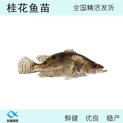 桂花鱼苗鳜鱼苗养殖路亚鱼苗贵鱼肉食性包邮季花鱼贵鱼苗活体淡水