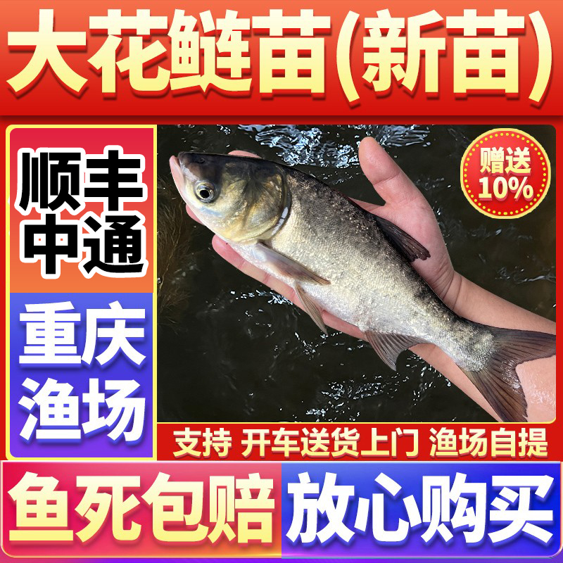 花鲢鱼苗白鲢鱼苗淡水养殖食用大头鲢鳙胖头连雄鱼苗重庆四川本地