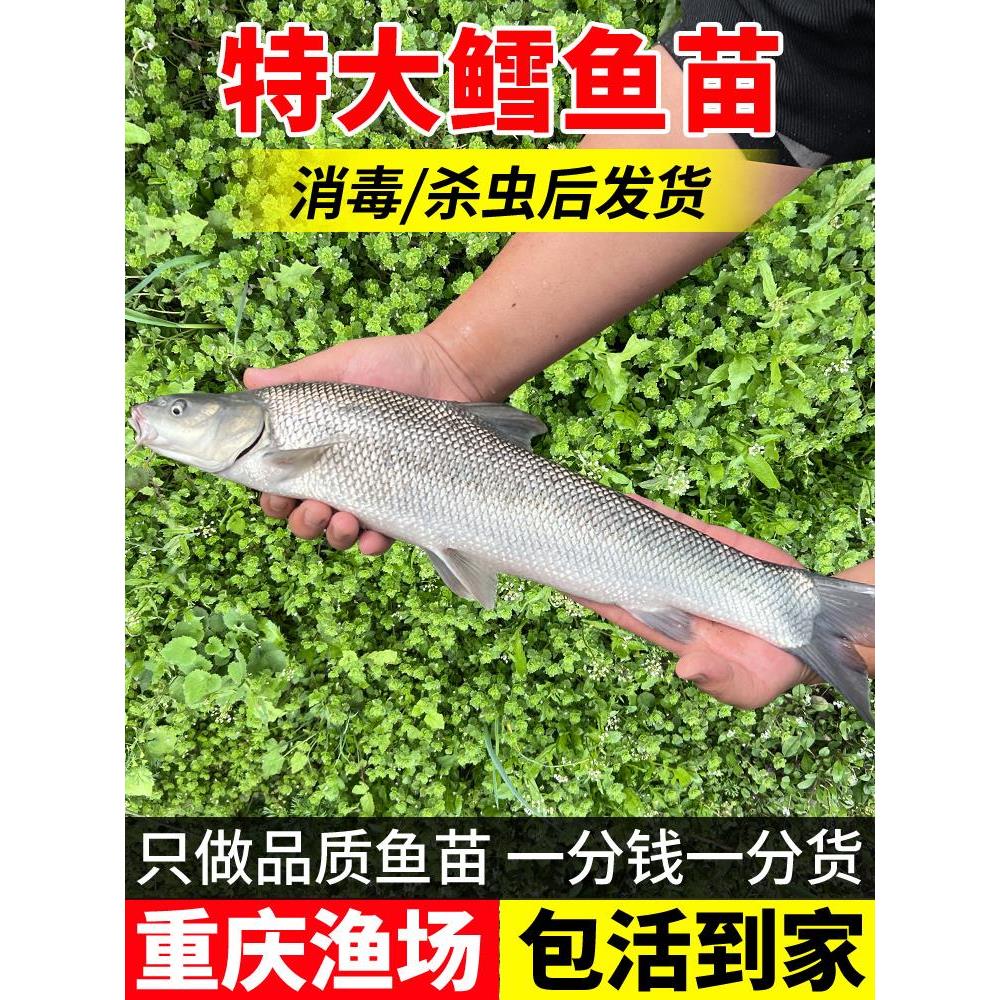 银鳕鱼苗淡水养殖鳕鱼苗食用大鳞鲃鱼苗活鱼苗养殖观赏银雪活鱼苗