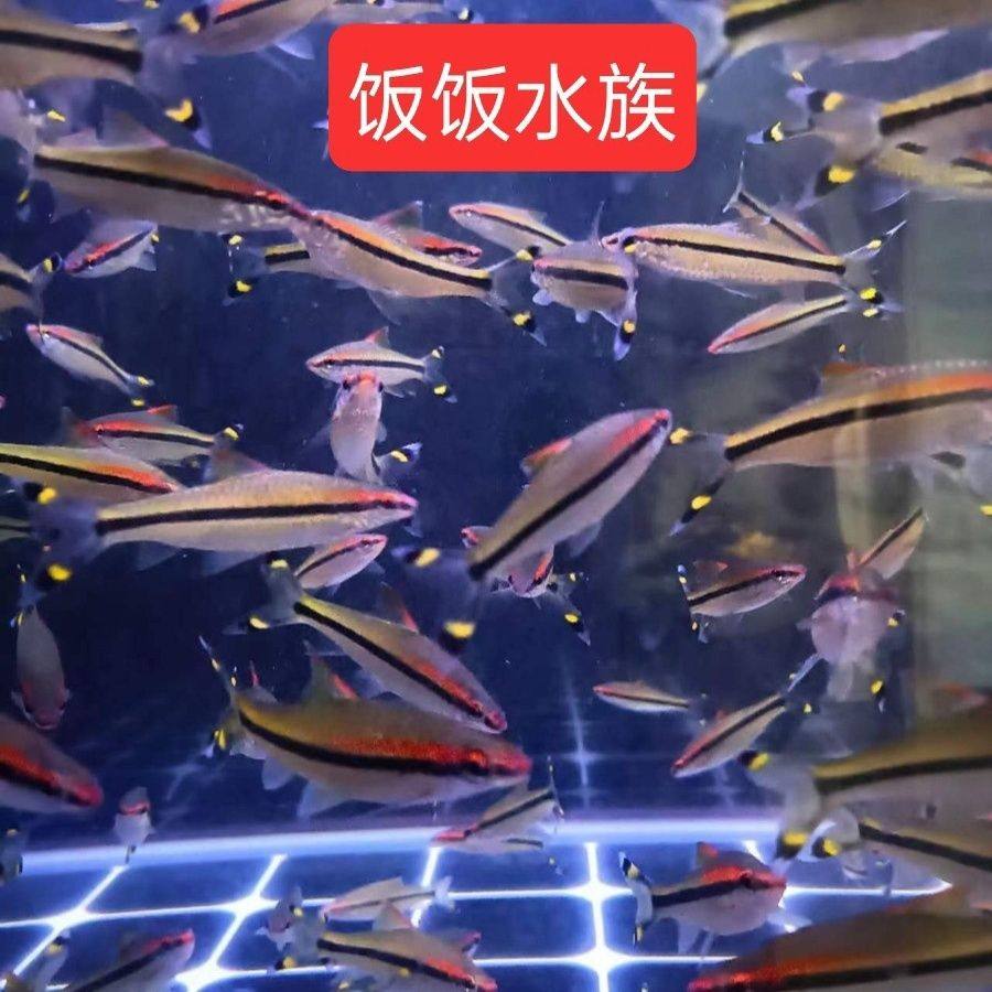 精品一眉道人苗子热带鱼纯野生红眉道人淡水热带一眉道人观赏鱼