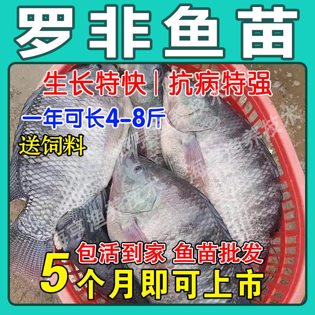 特大种罗非鱼苗脆肉批耐寒发淡水养殖耐寒新吉富罗飞福寿非洲鲫鱼 宠物/宠物食品及用品 鱼 原图主图