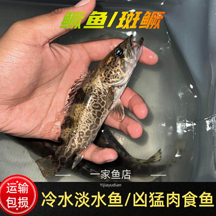 原生好养斑鳜凶猛淡水老虎鳜桂花鱼圆桶鳜溪流冷水非养殖活体鱼苗