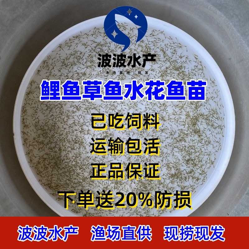 水花鱼苗活体鱼苗淡水养殖鲫鱼草鱼花鲢白鲢鲤鱼翘嘴加州鲈鱼青鱼 宠物/宠物食品及用品 鱼 原图主图