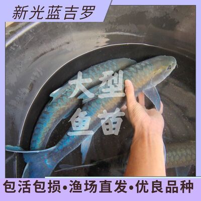 新光蓝吉罗红吉罗金吉罗淡水鱼招财鱼观赏鱼鱼苗发光鱼变色风水鱼