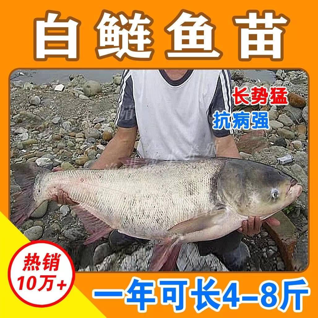 湖北白鲢鱼苗活体鱼苗饲料淡水养殖四大家鱼大头鲢鳙花鲢鱼苗胖头