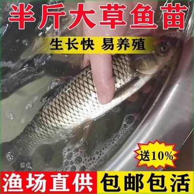 大草鱼苗特大鲜活鱼苗30厘米淡水养殖可食用皖鱼鱼苗小草鱼苗