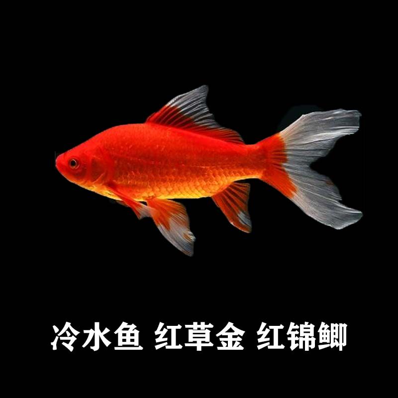 好养锦鲫庭院观赏冷水鱼