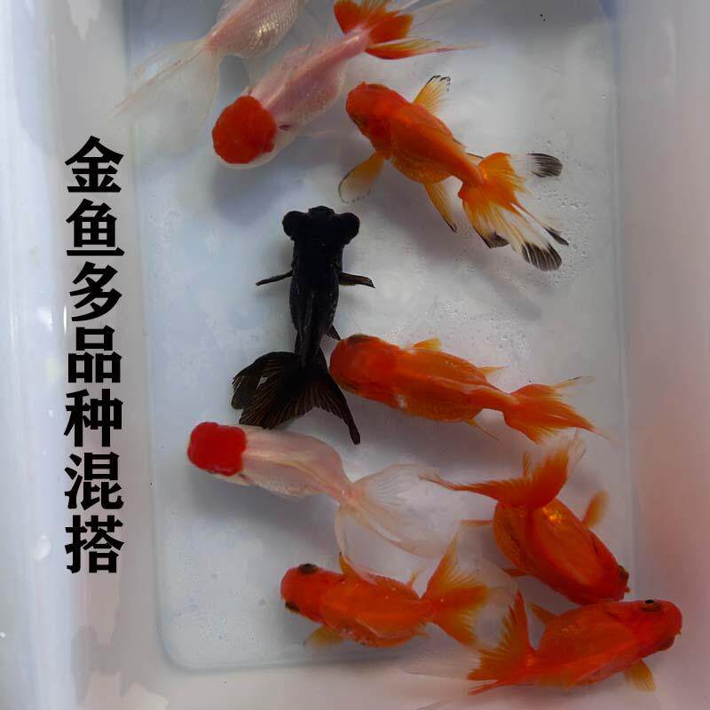 金鱼活鱼观赏鱼小金鱼冷水淡水鱼