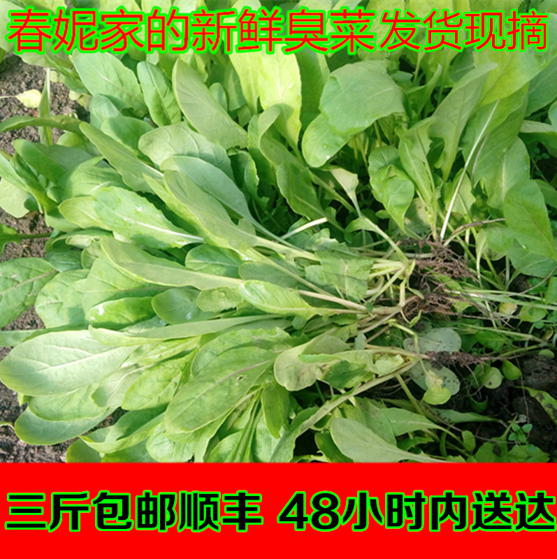 黑龙江特产新鲜臭菜东北农家自种蘸酱菜嘎嘎香6份顺丰包邮  250g