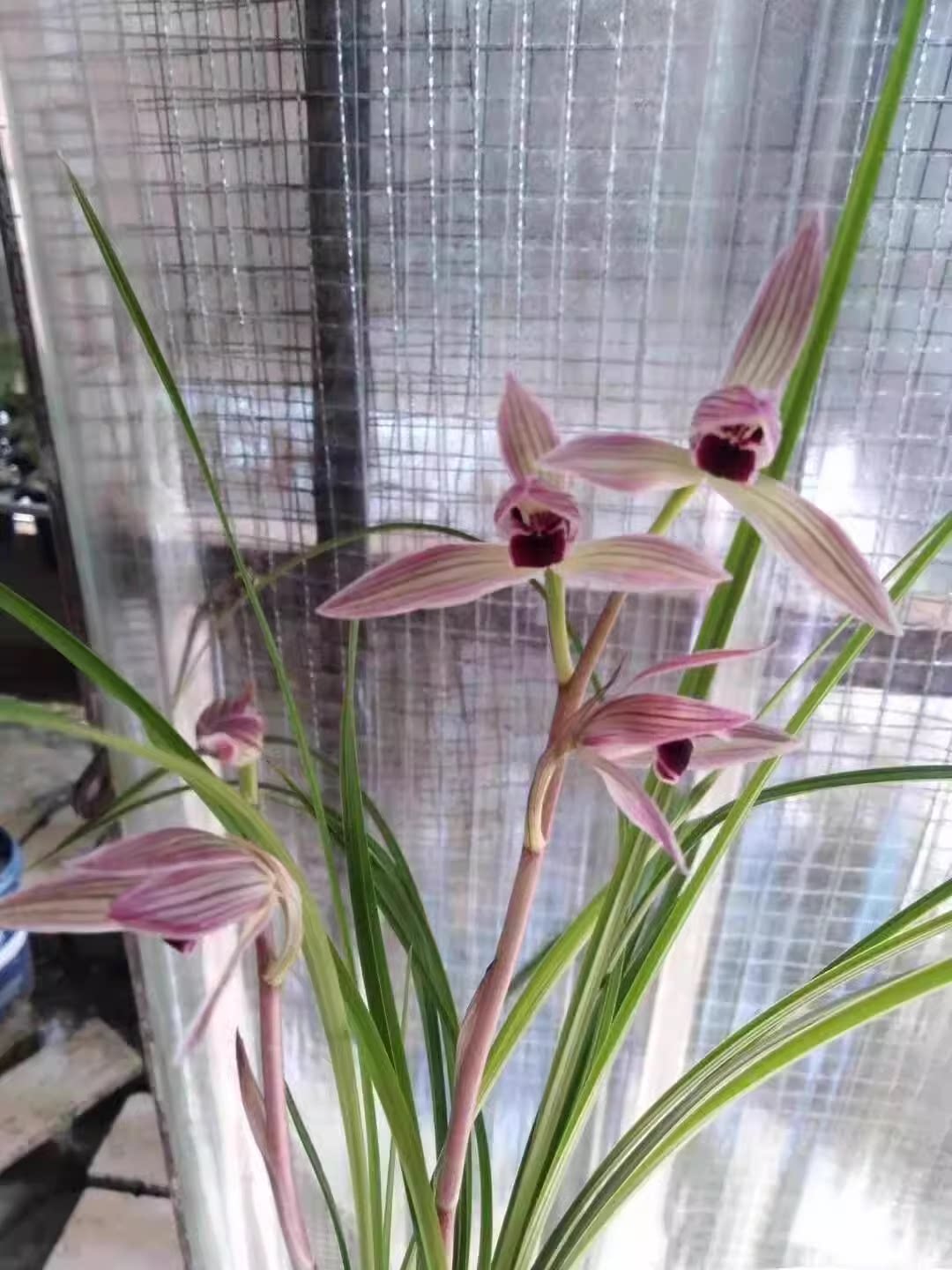 包邮 当年开花兰花苗莲瓣兰 烈焰红唇 阳台花卉兰花盆栽自然种植