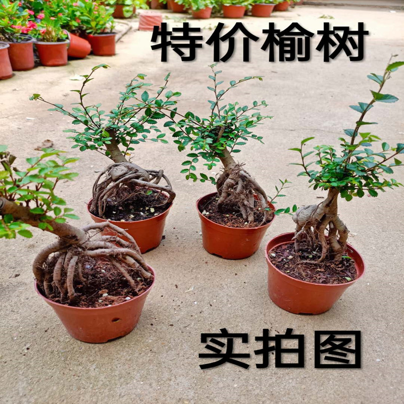 小榆树盆景盆栽室内造型老桩小叶榔榆熟盆露根微型黄杨小树桩绿植