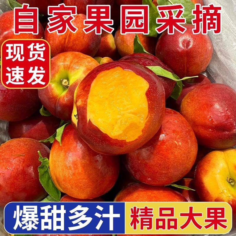 山西运城黄心油桃临猗油桃脆甜当季孕妇脆桃子油桃黄心