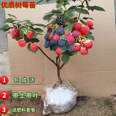 双季树莓苗覆盆子果树苗南北方种植盆栽地栽红黄黑水果苗当年结果