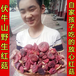 八百里伏牛山正宗天然野生红菇干货孕妇月子菇山珍土特产500g包邮