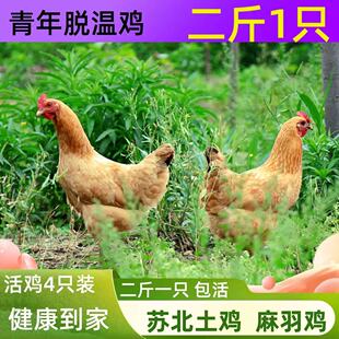 2斤青年土母鸡草鸡本地土鸡苏北母鸡产蛋鸡麻羽绿壳蛋鸡