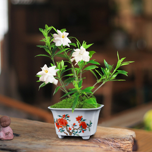 陶瓷精品斗笠掌中宝三足圆形方形四方绿植盆栽造景花盆手工小盆器