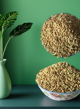 安徽新稻谷农家自种杂交早稻子带壳喂鸡鸭鹅鸽子宠物仓鼠饲料50斤