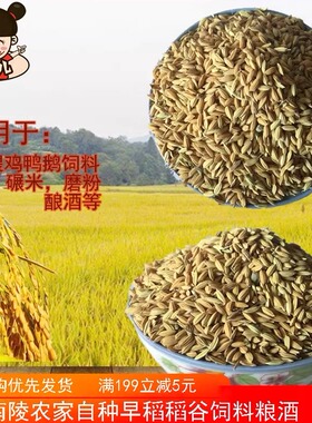 农家自种新稻谷早籼稻早稻谷带壳水稻鸡鸭鸽子鸟仓鼠饲料50斤新鲜