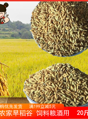 农家自种新粮带壳稻子早稻谷早籼稻圆粒鸡鸭鸽子宠物仓鼠饲料20斤