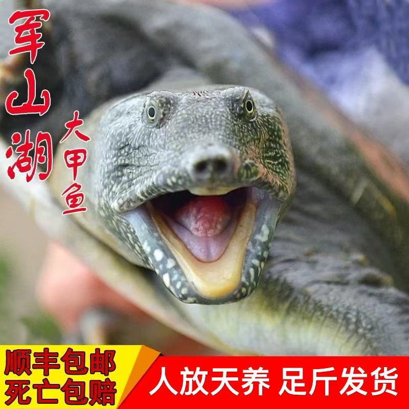 【2.5斤】 军山湖甲鱼活体免邮生态鲜活中华老鳖团鱼王八